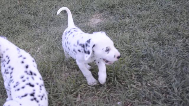 Далматины Favoretti kennel смотреть онлайн