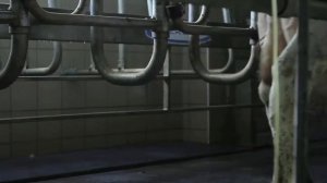 Фамильная ферма на 260 коров