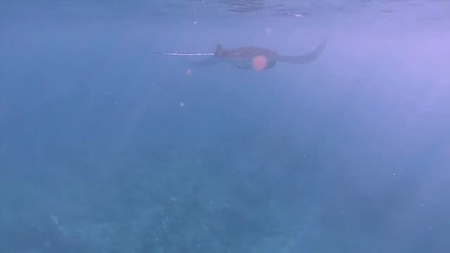 Wailea Kayak & Snorkel with ProDiver Maui #seemaui смотреть онлайн