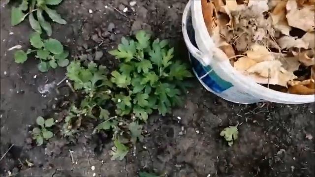 Как укрыть хризантемы назиму  в открытом грунте.