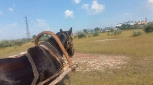 покос на лошади 2023г.ч1