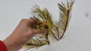 Pinus densiflora 'oculus draconis' Сосна Окулус Драконис