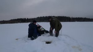 РЫБАЛКА на НАЛИМА. ПРОВЕРЯЕМ ПОСТАВУХИ. ЛОВЛЯ НАЛИМА в ДЕКАБРЕ.