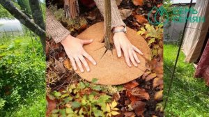 Почему важно ухаживать за приствольными кругами