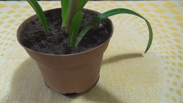 Гиппеаструм. смотреть онлайн