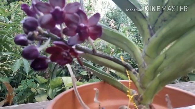 Цветение орхидеи Rhynchovanda Colmarie (Rhv. Sri-Siam x Rhy. Gigantea) смотреть онлайн