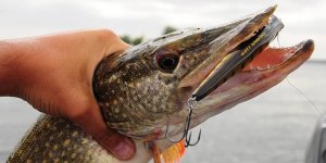 рыбалка на спиннингспиннингспиннинг (1).mp4