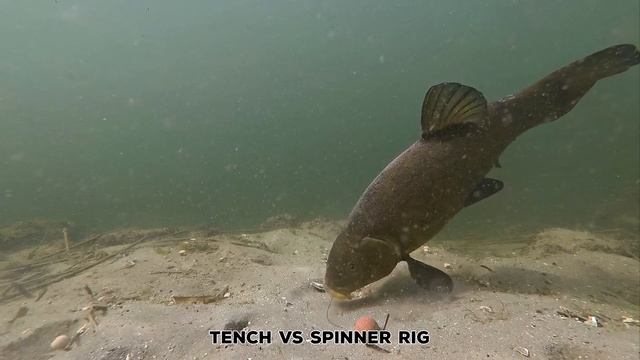 Crazy Underwater Compilation of Freshwater Fish Species PART 2
