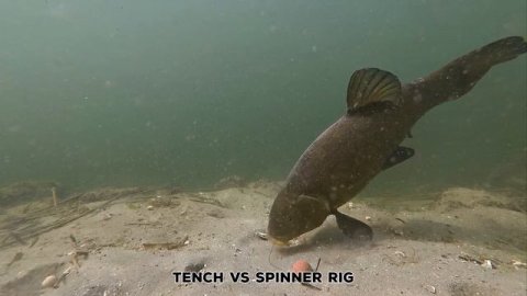 Crazy Underwater Compilation of Freshwater Fish Species PART 2