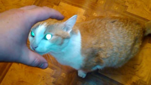 Кот напал! смотреть онлайн