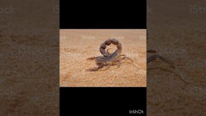 Самые опасные скорпионы в мире♡♡♡