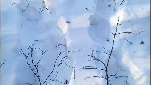 Выезд в угодия 26.01.2020. Раскидываем приваду на волков. смотреть онлайн