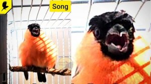 Как ужасно поёт снегирь (Аудио) Видео для тех кто ещё не слышал как поёт снегирь. Голоса птиц