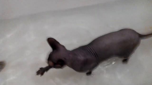 как кошка ведет себя в ванной смотреть онлайн