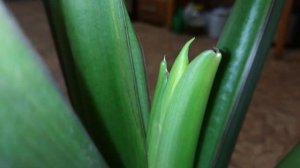 алоказия Регал Шилдс история цветения #алоказия #алоказияцветение #Регалшилдс