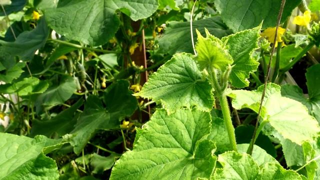 1 таблетка и пожелтение огурцов исчезает в миг! смотреть онлайн