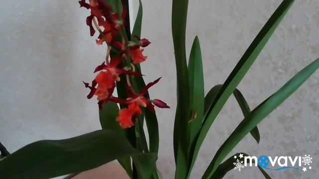 Новые Орхидеи в коллекции! Мультифлора Table Dance и одонтоглоссум.
