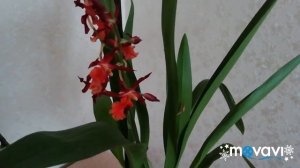 Новые Орхидеи в коллекции! Мультифлора Table Dance и одонтоглоссум.