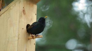 Скворец поет, разговаривает 24 04 2020