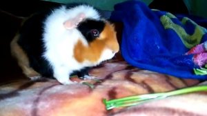 Морская свинка Американский Тедди