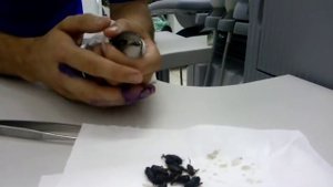 Нашли птенца стрижа. Что делать?Чем кормить птенца? Часть 1
