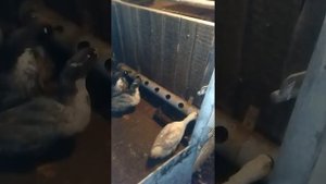 Поилки для уток
