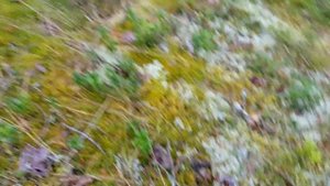 Сбор брусники и черники на Ладожском озере в лесу, красивый мох, грибы, вереск, Санкт-Петербург