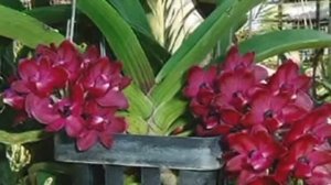 ОРХИДЕЯ РИНХОСТИЛИС / ORCHIDS RHYNCHOSTYLIS