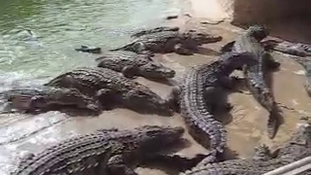 Крокодиловая ферма Африка смотреть онлайн