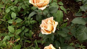 Rose Eventail d’or, Kawamoto. An exceptionally beautiful rose with distinctive neat, flat blooms.