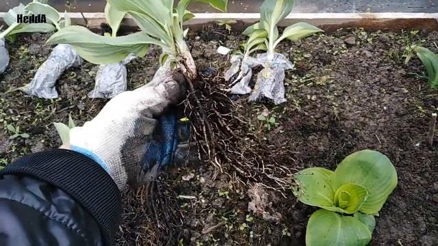 Хосты из питомника. Покупка. смотреть онлайн