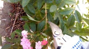 Корректирующая обрезка в августе роз Балерина, Робин Гуд.Что еще нужно сделать в розарии в августе.