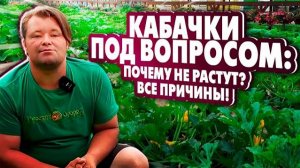 КАБАЧКИ ПОД ВОПРОСОМ: Почему не растут? Все причины в одном видео!