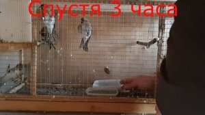 Адаптация птицы к клеточным условиям.