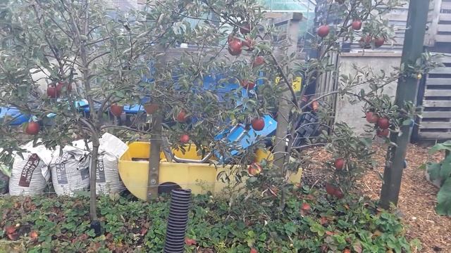 Winter Cabbage ♻️ Red Duke Of York Potato Reveal ♻️ Harvesting My Braeburn Apples Before The Rats смотреть онлайн