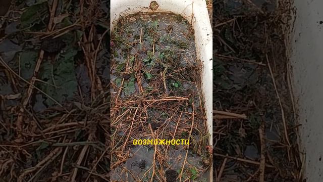 Лучшее удобрение для ваших растений!!!🥒🔥