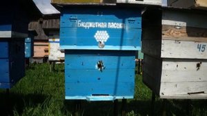 ПАСЕКА ПОЧТИ ДАРОМ!!! Бюджетное пчеловодство и пчёлы вокруг нас, главное желание и всё получиться!!