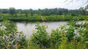 Озеро в лесу