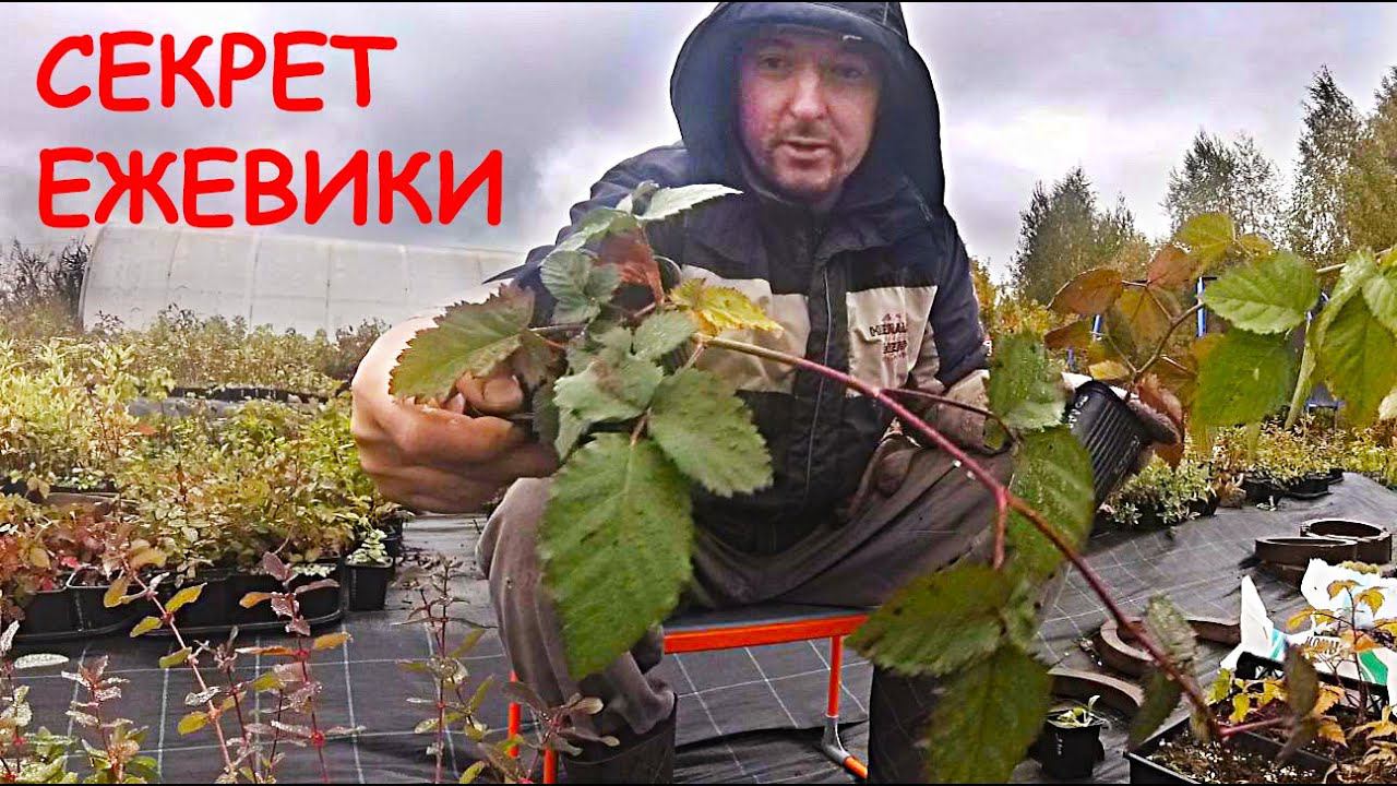 Хотите посадить ЕЖЕВИКУ? Вы должны это знать. смотреть онлайн