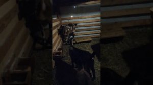 Почему козы прыгают друг на друга 🤔