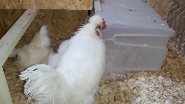 Все гуляют на СОЛНЫШКЕ☀️, только китайские шёлковые курочки в заключени/#мараны, #легбары смотреть онлайн