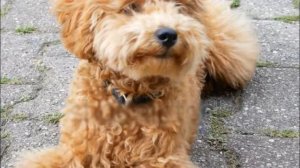 Самые маленькие собаки в мире