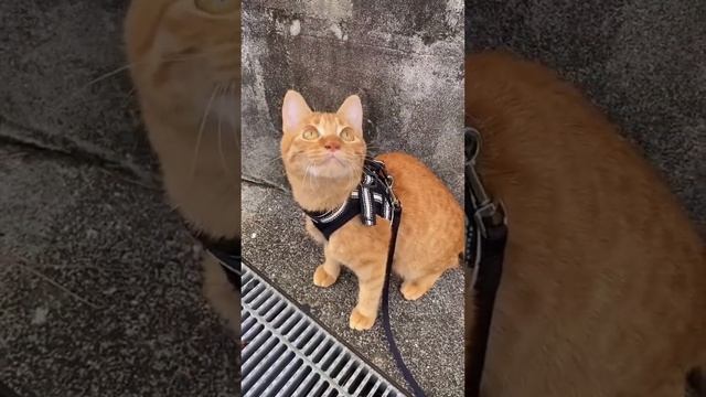 рыжик копирует птичку