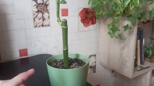 Лаки Бамбук - растение приносящее удачу. А правда ли это бамбук?