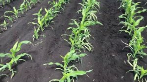 Гербицидная обработка кукурузы + листовые подкормки. Стеллар + Полидон.