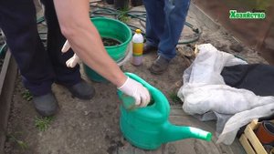 Как правильно и очень эффективно подкормить клубнику?!?!?