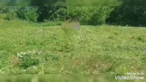 Косилка на мотоблок