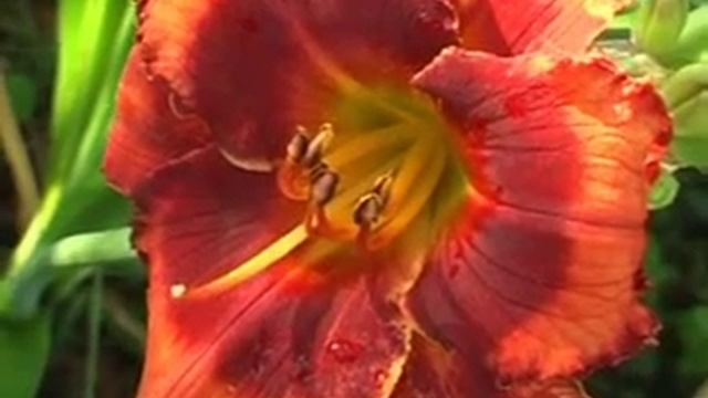 Лилейник daylily ORANGE CITY смотреть онлайн