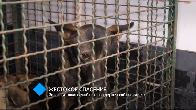 Зоозащитники: служба отлова содержит собак в чудовищных условиях