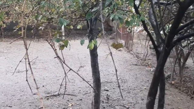 6 sot torpaq sahesi satilir 30 000 manat.akelden dusende cay qiraginda.Aliosman makler 055 764 77 5 смотреть онлайн